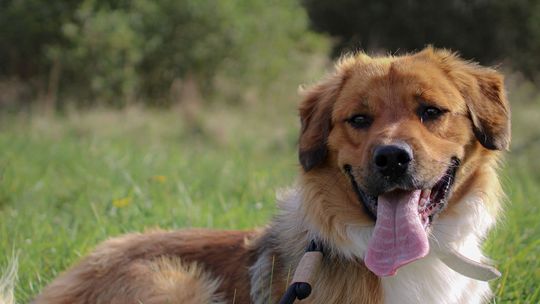 Borowik czeka na nowy dom