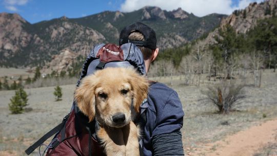Co warto zabrać ze sobą na górską wędrówkę z psem?