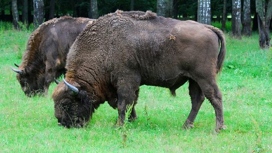 Czy Białowieża to dobry pomysł na wycieczkę dla grupy?