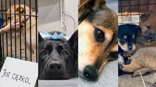 Dzień Psa 2025: Schroniska proszą o pomoc