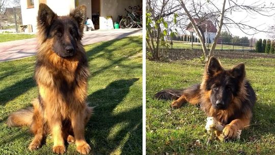 Flama nadal poszukiwana