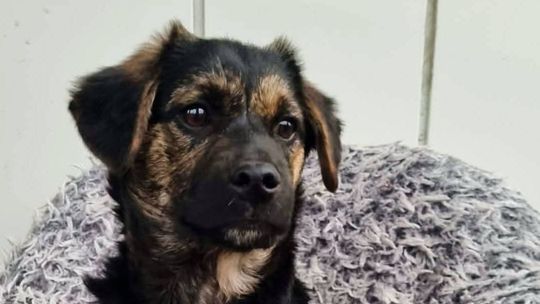 Grinch szuka kochającego domu