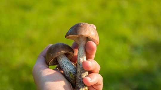 Grzyby jako lekarstwo: Inne podejście do koncepcji grzybów jako leku