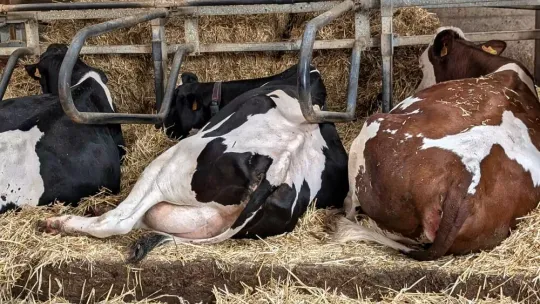 Hipokalcemia w stadzie – jak skutecznie zapobiegać niedoborom wapnia dzięki odpowiedniej suplementacji Hipokalcemia w stadzie – jak skutecznie zapobiegać niedoborom wapnia dzięki odpowiedniej suplementacji