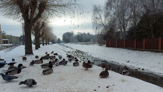 Jak dokarmiać ptaki podczas mrozów: bezpieczne zasady i praktyczne porady