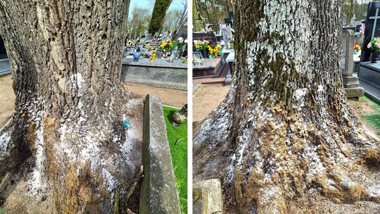 Jesion obsypany białą substancją na Cmentarzu św. Jakuba Jesion obsypany białą substancją na Cmentarzu św. Jakuba