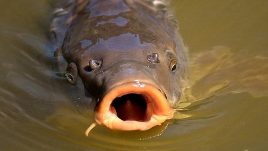 Karp też ma swoje prawa