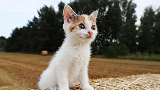 Kociaki z Gostynina szukają nowych domów