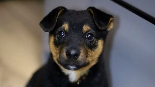 Komo, Kajko i Koko szukają nowych domów