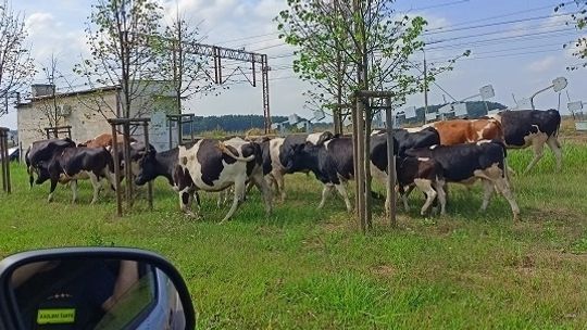 Krowy uciekinierki chodziły po Radziwiu