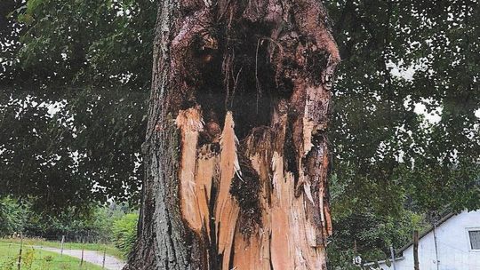 Powyżej zdjęcie przedstawiające stan wyciętego drzewa.