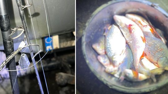 Łowili „na szarpaka”. Kolejne osoby usłyszały zarzuty za nielegalny połów ryb Łowili „na szarpaka”. Kolejne osoby usłyszały zarzuty za nielegalny połów ryb