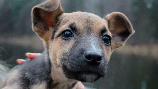 Malutka Foczka szuka kochającego domu