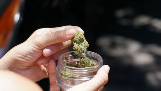 Marihuana na własny użytek będzie legalna?