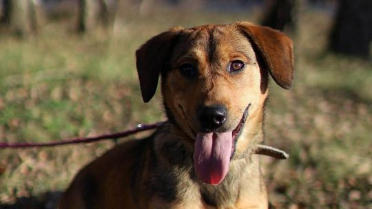 Mufka czeka na miłość