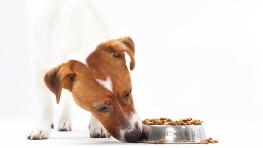 Na co zwracać uwagę przy zakupie suchej karmy dla psa?
