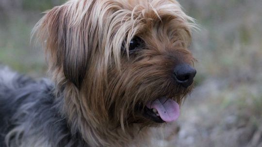 Namiś czeka na najlepszy dom pod słońcem