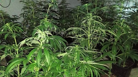 Nielegalna plantacja marihuany we Władysławowie zlikwidowana