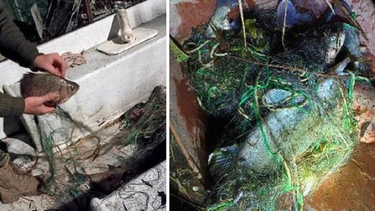 Nielegalny połów ryb. 47-latek usłyszał zarzuty Nielegalny połów ryb. 47-latek usłyszał zarzuty