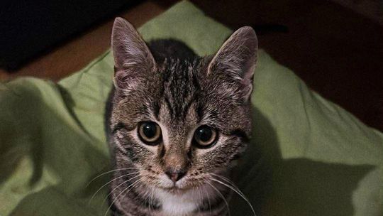 Piękna Sunny czeka na nowy dom... I czeka i czeka... Może właśnie na Ciebie?