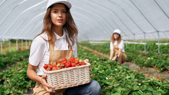 Pierwsze polskie truskawki już są, ale ceny mogą zaskoczyć Pierwsze polskie truskawki już są, ale ceny mogą zaskoczyć