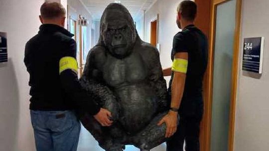 Policjanci odzyskali „uprowadzonego” goryla