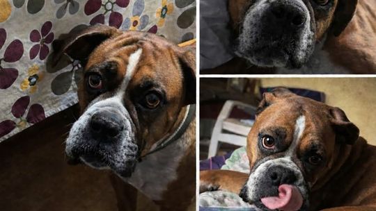 Policjanci zwracają się o pomoc w związku z zaginięciem psa