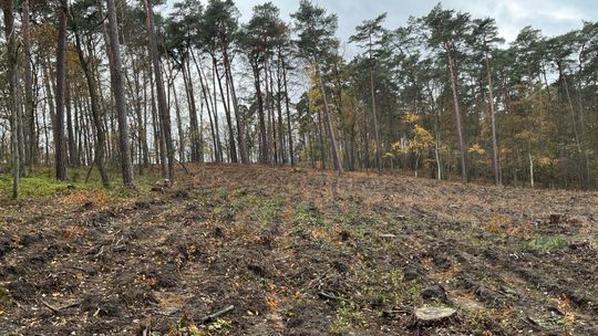 Posadzimy.pl odnowiło las w Gorzewie. Zyskają na tym strażacy z Gostynina