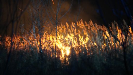 Pożar nieużytków przy ul. Budzyńskiego