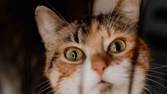 Schronisko dla zwierząt w Płocku pod lupą