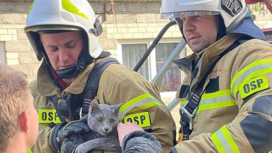 Strażacy uratowali kota w Helenowie Drugim