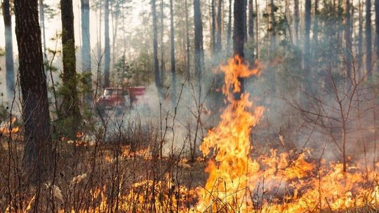 Lasy już odczuwają skutki szuszy