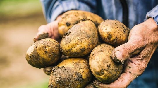 Polskę zalewają zagraniczne ziemniaki