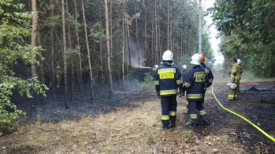 W Holendrach Dobrowskich płonął las