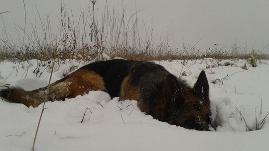 W Łącku frontem do właścicieli psów