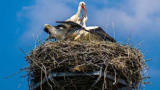 Zaczął się ruch w bocianich gniazdach. Po zimie wracają do Polski