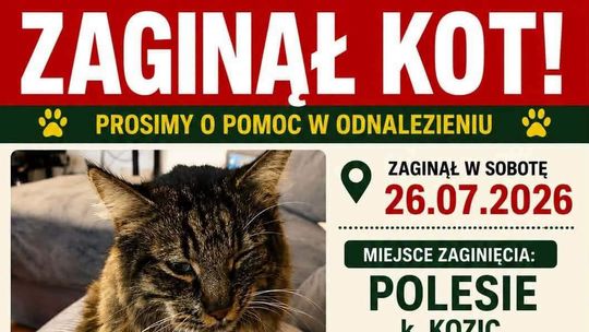 Zaginął kot w gminie Kozice. Właściciele wyznaczyli nagrodę za pomoc