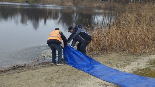 Zarybianie na jeziorze Zamkowym i Bratoszewo