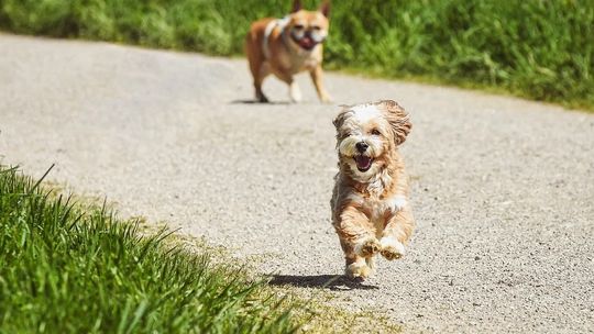 Zbliża się kolejna fala upałów, uwaga na zwierzęta