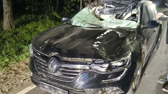 Zderzenie z łosiem w Topólnie. 11-letnia pasażerka w ciężkim stanie