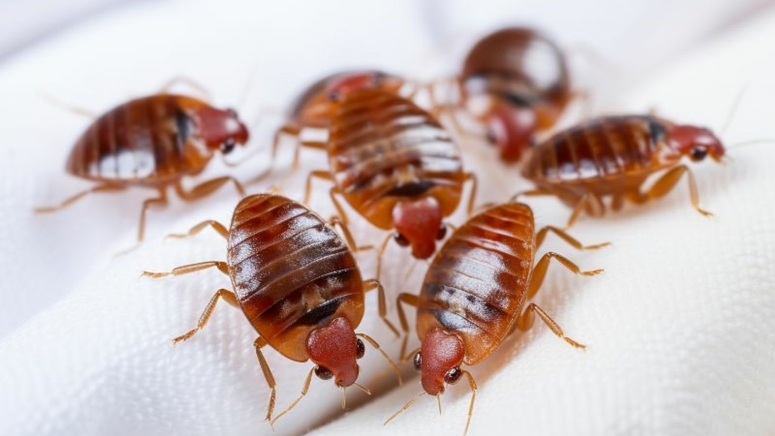 Jak wyglądają pluskwy i skąd się biorą?