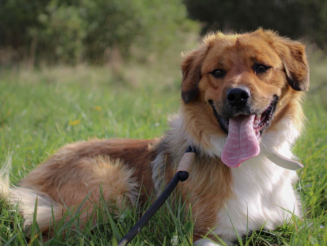 Borowik czeka na nowy dom