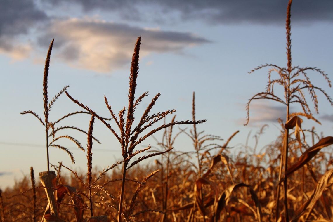 Upozorował swoje porwanie ukrywając się w polu kukurydzy Upozorował swoje porwanie ukrywając się w polu kukurydzy