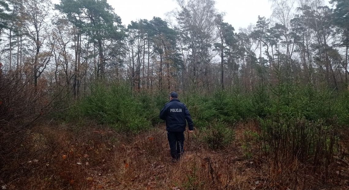 Choinki pod kontrolą służb mundurowych