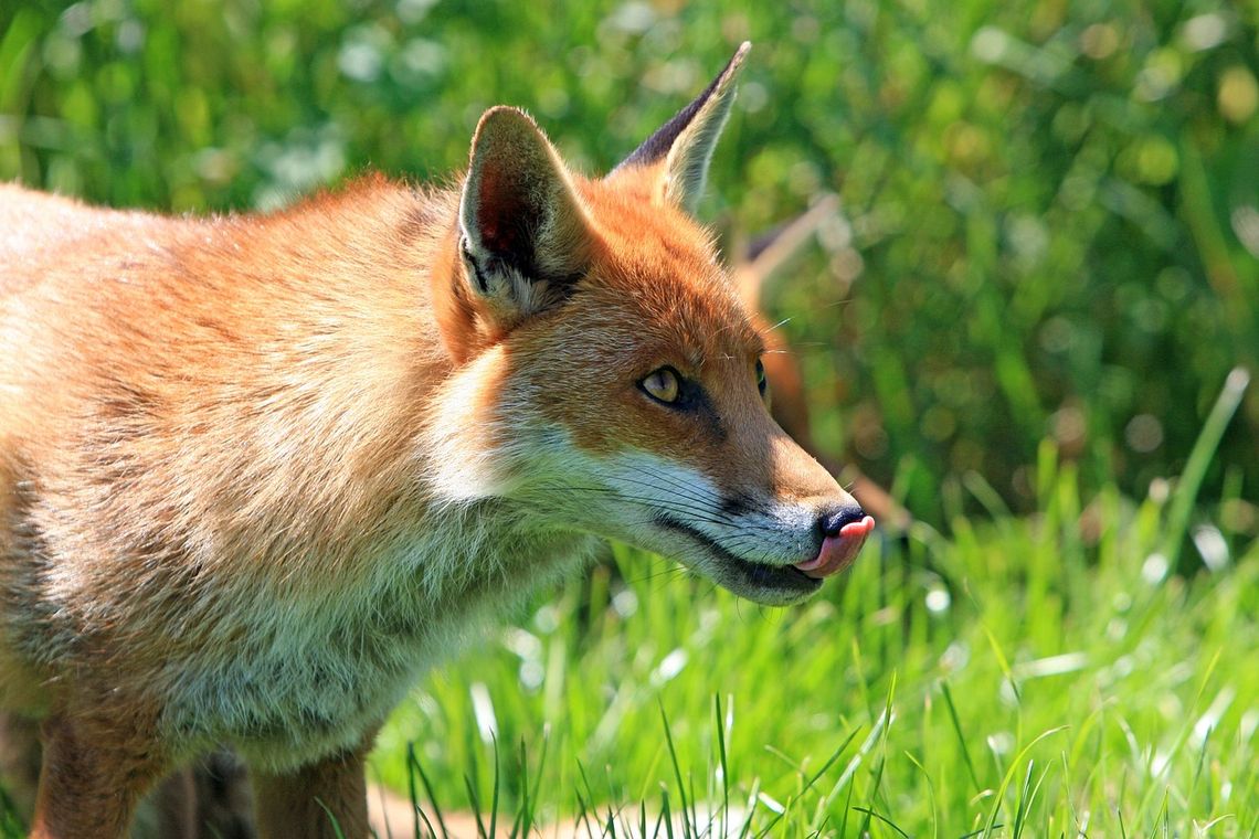 Dodatkowa akcja szczepienia lisów przeciwko wściekliźnie