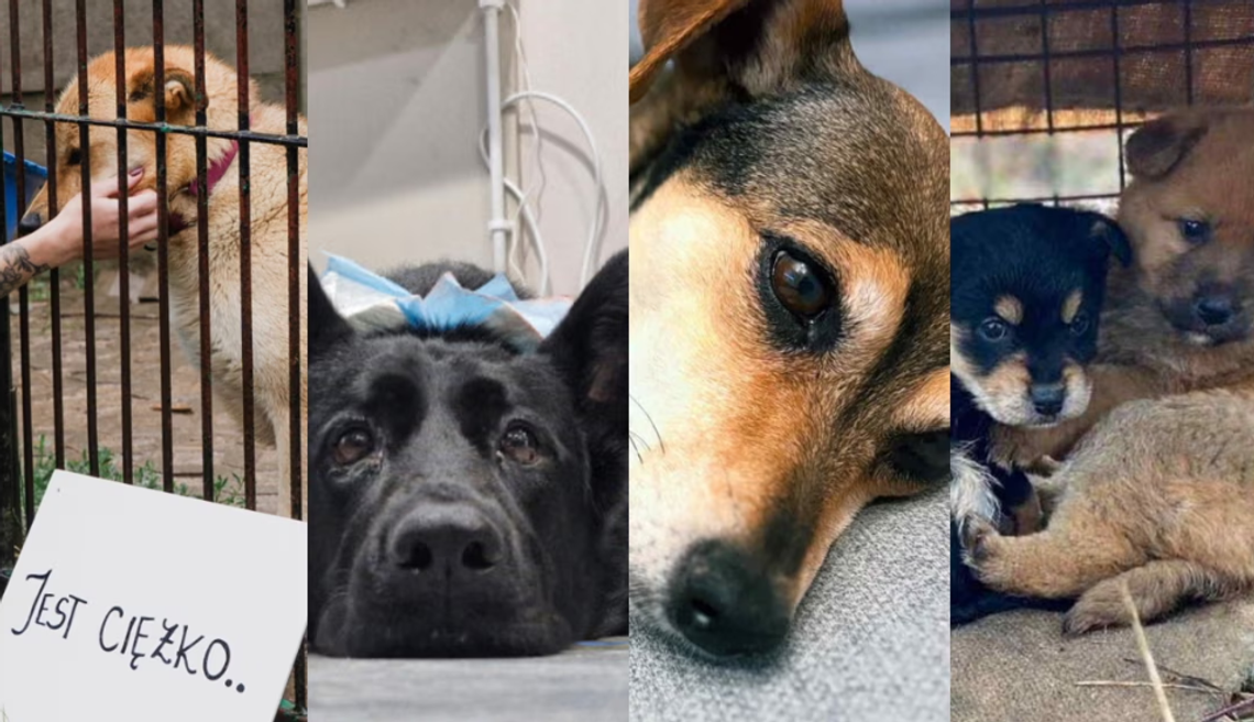Dzień Psa 2025: Schroniska proszą o pomoc