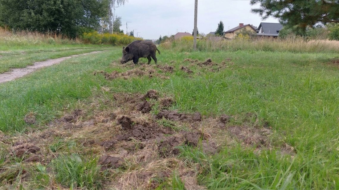 Dziki niszczą działki na Zatorzu w Gostyninie Dziki niszczą działki na Zatorzu w Gostyninie