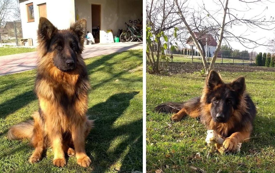 Flama nadal poszukiwana