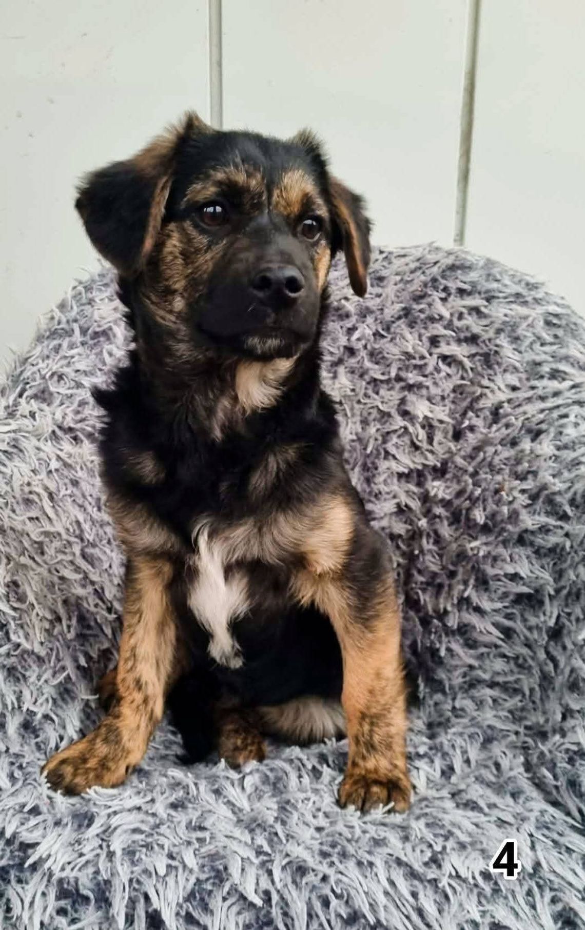 Grinch szuka kochającego domu