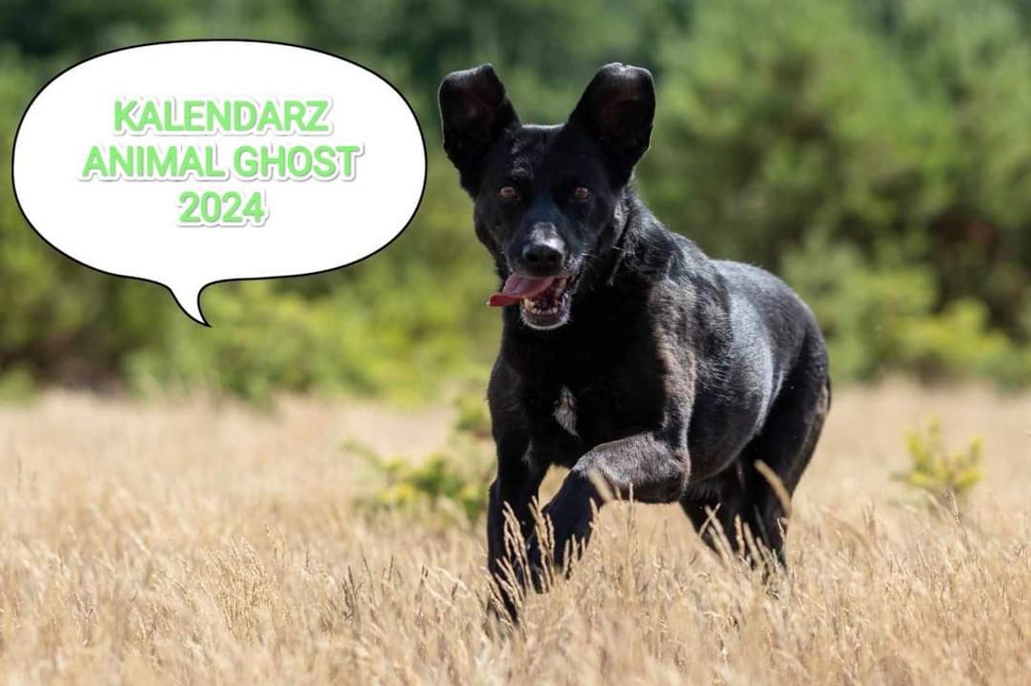 Kalendarz Fundacji Animal Ghost